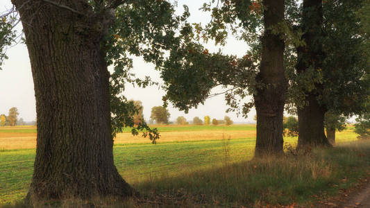 领域 傍晚 橡树 自然 场景 植物 波兰 落下 季节 分支