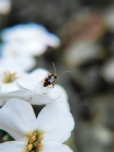 甲虫 夏天 花的 花坛 花瓣 昆虫 颜色 缺陷 季节 开花