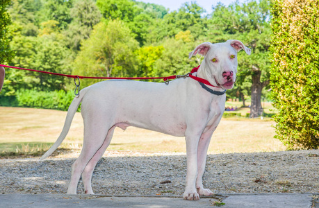 宠物 肌肉 美女 纯种 犬科动物 阿根廷 猎人 安全 动物