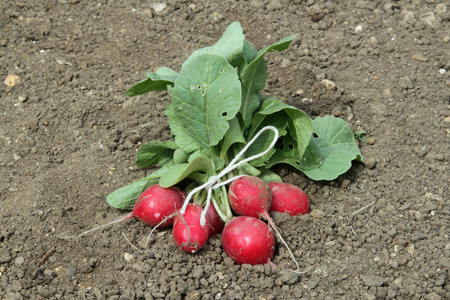 素食主义者 污垢 收割 蔬菜 特写镜头 植物 土壤 萝卜