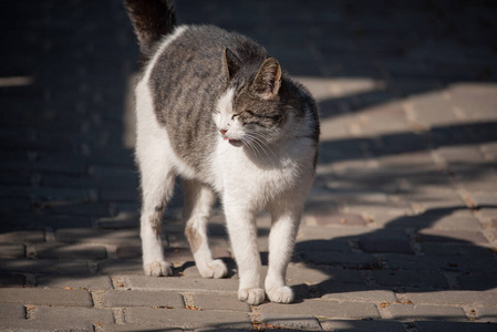 耳朵 小猫 有趣的 肖像 街道 可爱的 成人 可爱极了 栅栏