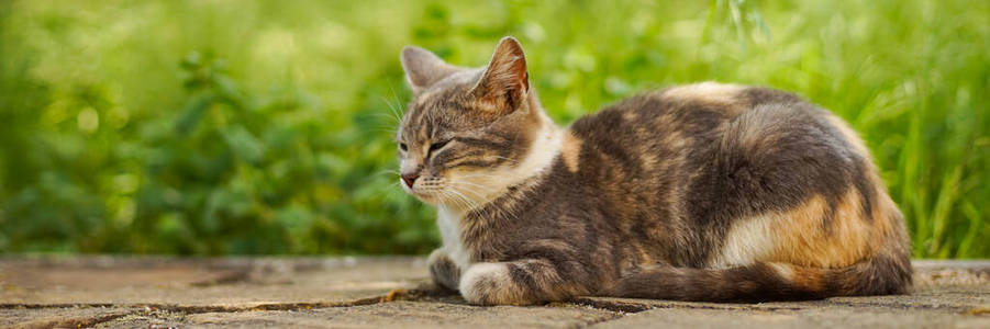 公园 地板 小猫 轮廓 动物 自然 宠物 春天 漂亮的 休息