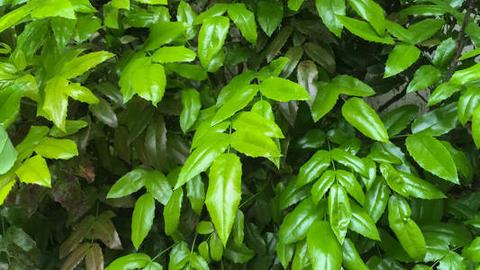 颜色 森林 春天 植物 植物学 环境 阳光 树叶 纹理 自然