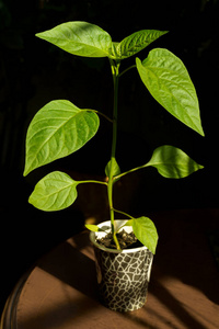 paprika gardening sprouts 