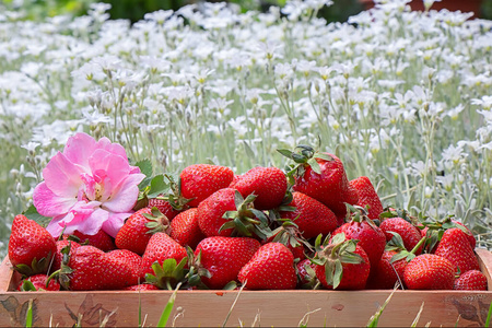 夏天 水果 浆果 甜的 自然 桌子 素食主义者 甜点 特写镜头