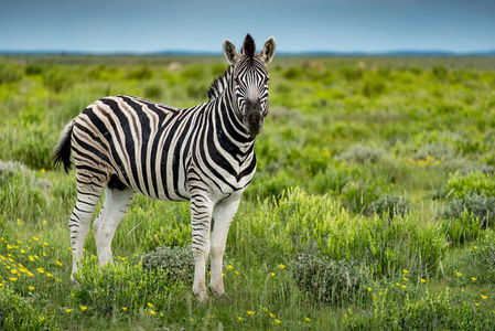 旅游业 纳米比亚 生态学 灌木 保护 旅行 种类 植物 动物群