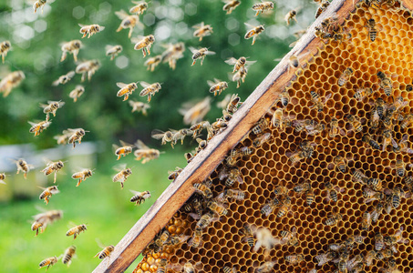 食物 细胞 特写镜头 蜂蜜 自然 生态学 甜的 环境 几何学