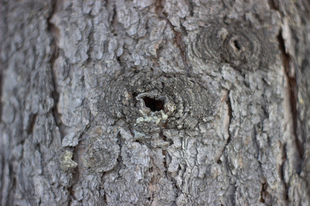 木材 古老的 纹理 树皮 自然 森林