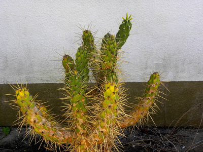 植物 花的 特写镜头 伤害 疼痛 植物学 自然 脊柱 沙漠