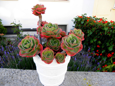 花园 园艺 岩石 花束 颜色 植物 玫瑰 生长 开花 仙人掌