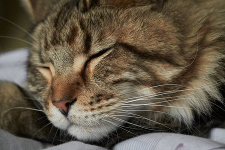 特写镜头缅因州浣熊小猫，选择性聚焦