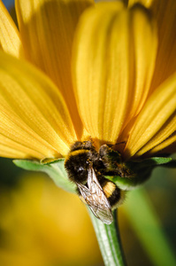 孟买 工作 昆虫学 工人 动物群 大黄蜂 传粉 头发 植物区系