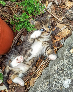 猫科动物 运动员 哺乳动物 肖像 宝贝 眼睛 花园 自然