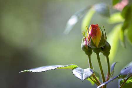 春天 美女 植物区系 花瓣 花园 美丽的 花的 颜色 夏天