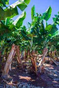 花园 香蕉树 夏天 农业 气候 食物 旅游业 植物 颜色