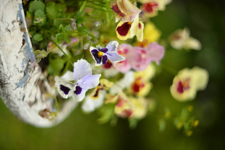 花的 盛开 开花 美女 美丽的 季节 紫罗兰 特写镜头 自然