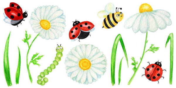 手绘植物甘菊图片 手绘植物甘菊素材 手绘植物甘菊插画 摄图新视界