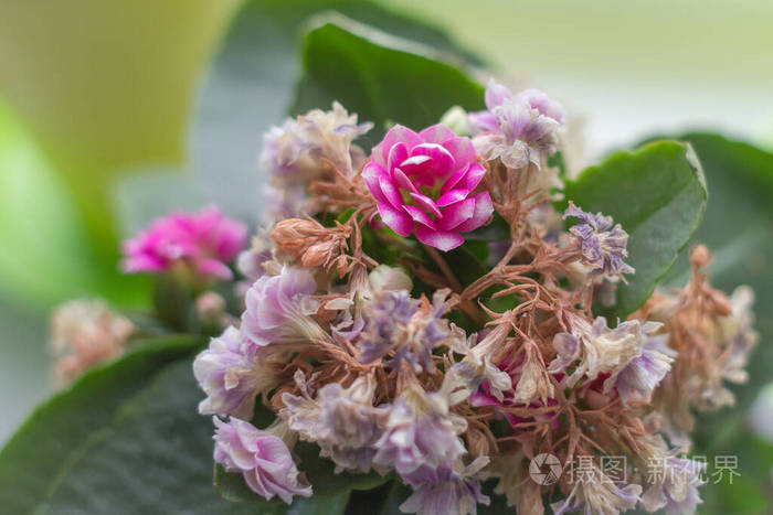 花瓣 植物 礼物 美丽的 玫瑰 浪漫的 开花 春天 明信片