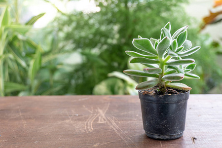 树叶 景天科 美元 花园 水泥 植物学 索拉纳 卵形 生长