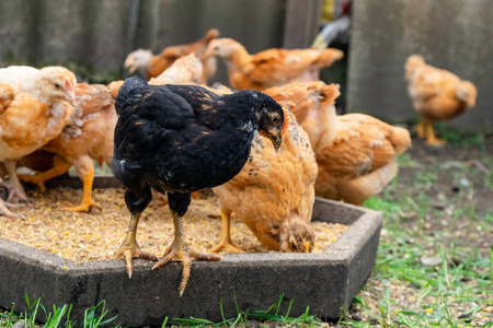 行业 喂养 农事 母鸡 范围 农业 牲畜 农场 乡村 食物