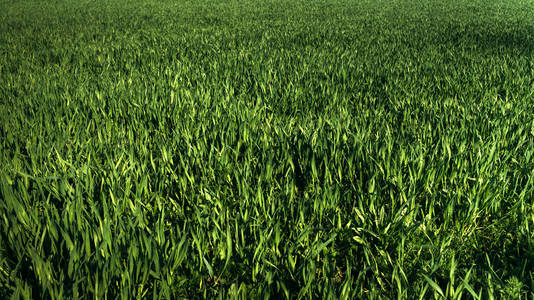 Closeup of green grass. Texture. 