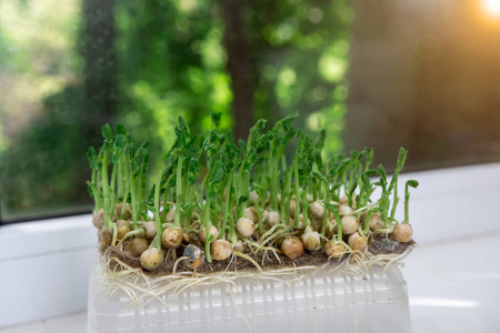 收获 农业 植物 种子 营养 豌豆 生物 美味的 草本植物