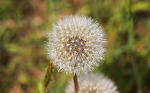 花园 水仙花 开花 生长 春天 授粉 季节 蒲公英 环境