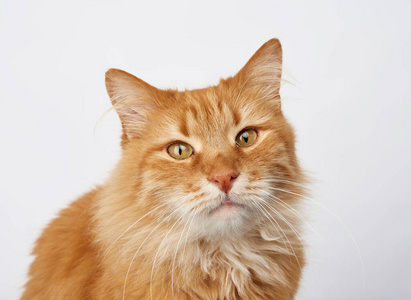宠物 演播室 软的 眼睛 可爱极了 毛茸茸的 漂亮的 猫科动物