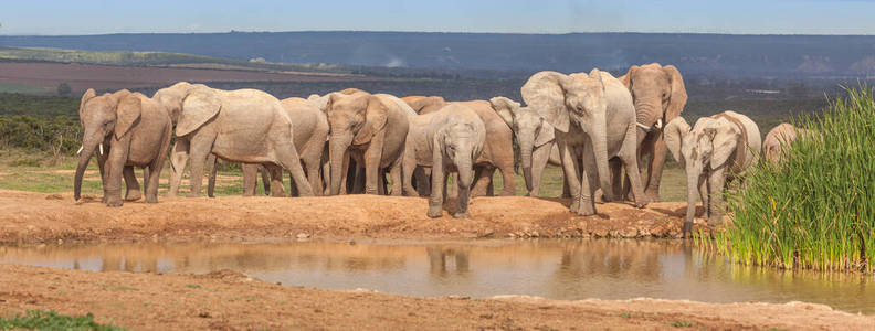 兽群 大象 游猎 储备 公园 游戏 象牙色 水坝 自然 厚皮动物
