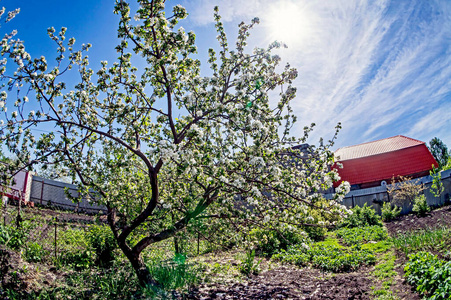 水果 樱桃 花园 美丽的 农业 特写镜头 花瓣 苹果 花的