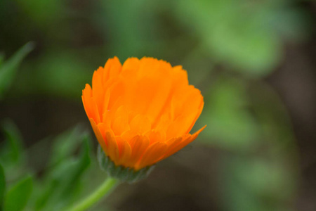 公园 植物区系 自然 春天 花瓣 草本植物 开花 植物 金盏花