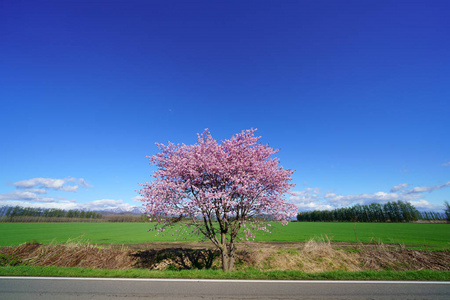 樱桃 花园 季节 春天 公园 开花 樱花 植物区系 自然