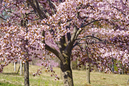 北海道 花园 花的 自然 天空 花瓣 美女 樱花 开花 樱桃