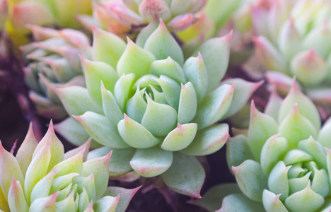 环境 生长 特写镜头 分支 景天科 植物 美丽的 花盆 室内植物