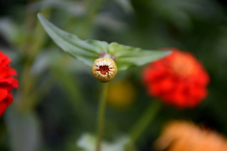 花园 百日咳 花瓣 植物区系 特写镜头 植物学 粉红色 花的