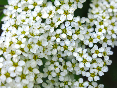 园艺 公园 植物 灌木 植物区系 花的 螺旋体 花园 绣线菊