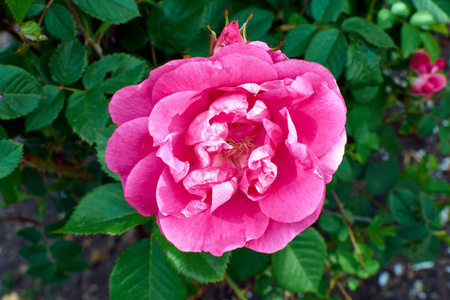 玫瑰 特写镜头 花的 花园 盛开 夏天 植物 颜色 花瓣