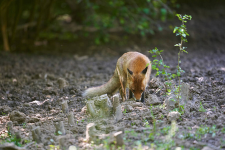 哺乳动物 可爱的 狐狸 欧洲 动物群 食肉动物 英国 毛茸茸的