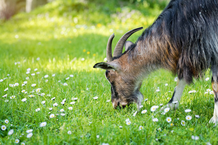 牧场 国家 可爱的 动物 牛奶 羔羊 领域 羊毛 宝贝 农业