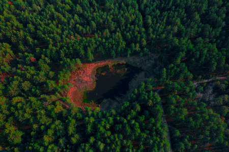 植物 公园 自然 环境 小山 木材 直升机 旅行 酸的 松木