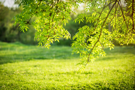 环境 风景 分支 植物 森林 草地 橡树 美丽的 木材 太阳