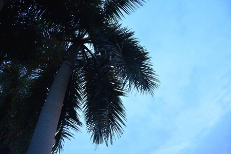 夏威夷 天空 旅游业 日落 海滩 旅行 自然 海洋 风景