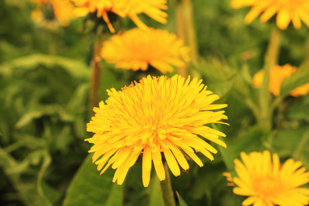 特写镜头 花瓣 夏天 颜色 花园 季节 自然 开花 蒲公英