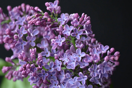植物区系 特写镜头 盛开 开花 美女 夏天 花束 紫罗兰
