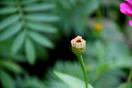 花园 植物区系 粉红色 春天 盛开 自然 特写镜头 花瓣