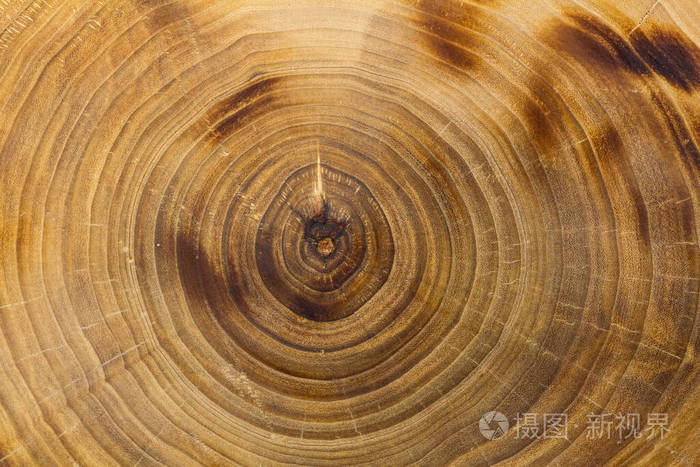 特写杨树树干切片生长年轮焦木纹理