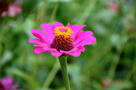 花园 颜色 特写镜头 花的 自然 粉红色 春天 植物 开花