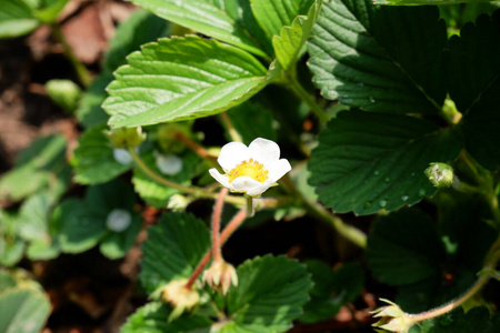 草莓 美丽的 花的 特写镜头 自然 植物 生长 食物 园艺