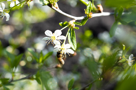 植物区系 昆虫 生物学 花的 领域 春天 特写镜头 花瓣