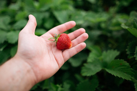 农民手中的新鲜红草莓。红草莓。